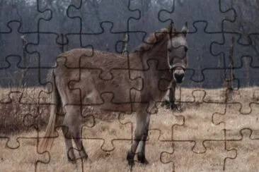 Bardotto incrocio tra cavallo e asina jigsaw puzzle