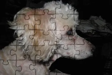 zooi jigsaw puzzle