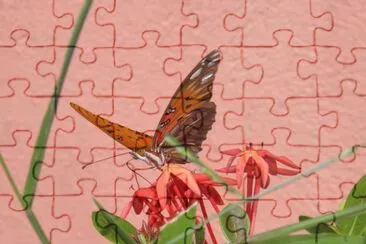 Very beautiful butterfly in my garden jigsaw puzzle