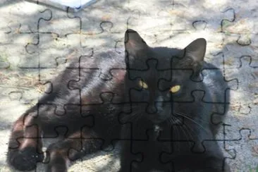 My cat negris jigsaw puzzle