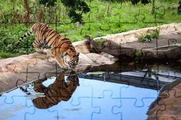 Tiger drinking