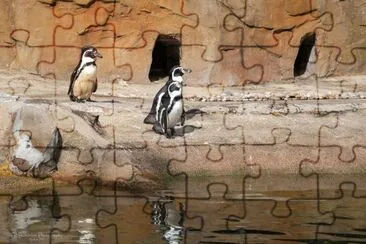 Penguins