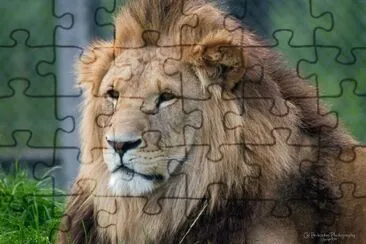 פאזל של Lion