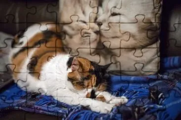 cat stretch jigsaw puzzle