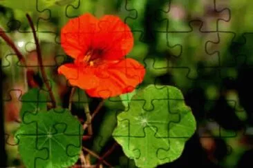 Foto jigsaw puzzle