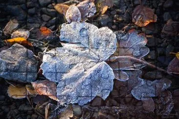 Frosty leaves