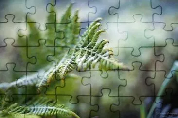 Frosty fern jigsaw puzzle