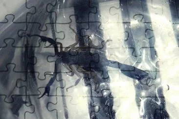 My cute friend scorpion jigsaw puzzle