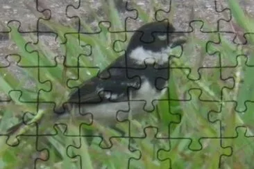 Cute small bird jigsaw puzzle