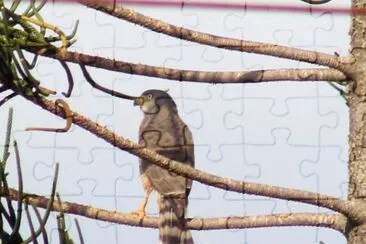 The great hawk of the town jigsaw puzzle