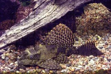 Sailfin pleco