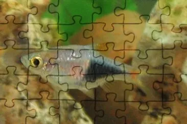 Harlequin rasbora jigsaw puzzle