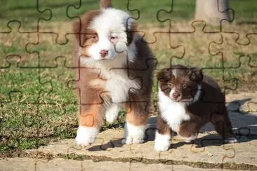 Miniature american shepherd