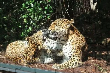 Leopardo della cina orientale