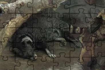 Civetta delle grandi macchie jigsaw puzzle