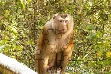 Macaca leonina jigsaw puzzle