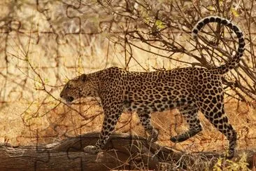 Leopardo africano