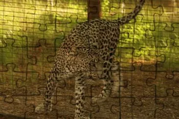 Leopardo arabo