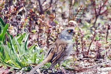 Junco del vulcano