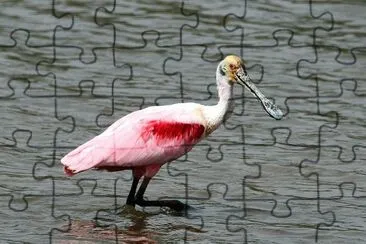 Roseate spoonbill