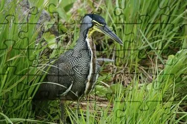 פאזל של Bare throated tiger heron