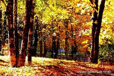 Autumn in the forest jigsaw puzzle