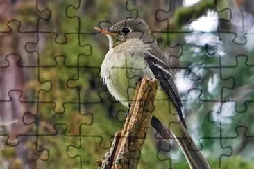 Tiranno del pacifico jigsaw puzzle