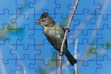 Tiranno imberbe del nord jigsaw puzzle