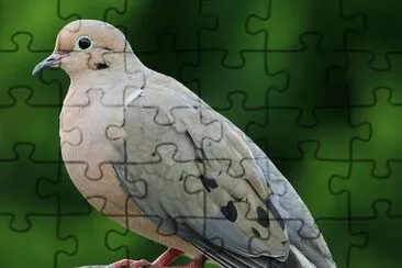 Tortora luttuosa jigsaw puzzle