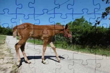 Des poulains, des chevaux, pour les amoureux d 'Ã©quitation