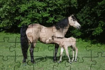 Mom connemara and foal Quarter pony