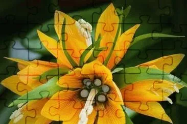 flores jigsaw puzzle