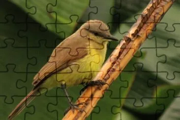 Machetornis rixosa jigsaw puzzle