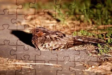 Paraque jigsaw puzzle