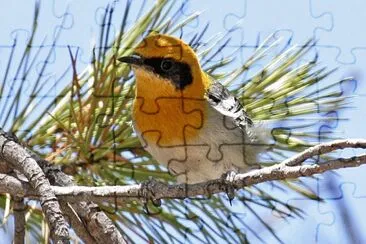 Parula olivacea jigsaw puzzle