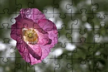 Poppy in the wind jigsaw puzzle