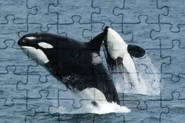 animais jigsaw puzzle