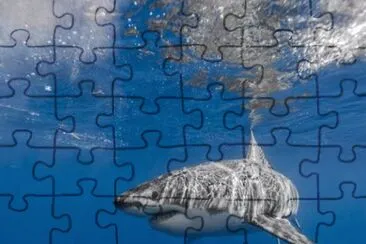 Animais jigsaw puzzle