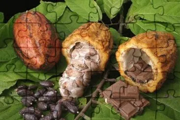 Cacao