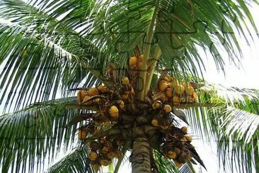 Palmera con cocos