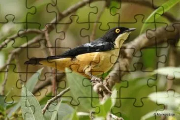 Storno di sharpe jigsaw puzzle