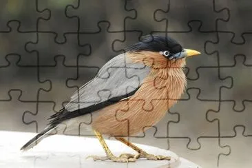 Storno bramino jigsaw puzzle