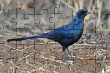 Storno codalunga jigsaw puzzle