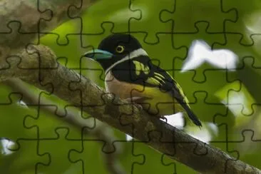 Black and yellow broadbill