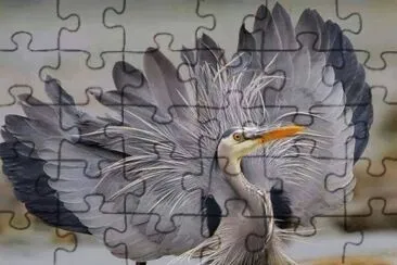 aigrette jigsaw puzzle