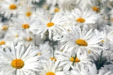 marguerites jigsaw puzzle