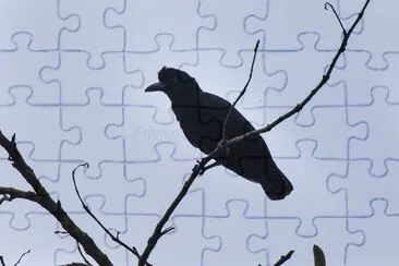 Umbrellabird