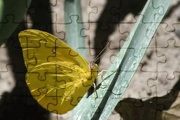 Orange barred sulphur