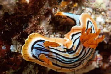 פאזל של Chromodoris strigata