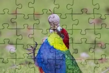 natural jigsaw puzzle